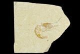 Cretaceous Fossil Shrimp - Lebanon #123940-1